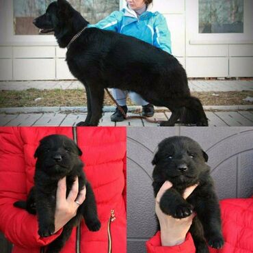 İtlər: Alman çoban iti, 2 ay, Erkek, Sənədli, Pulsuz çatdırılma — 27