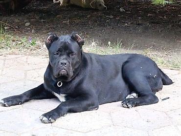 cane corso yavru: Kane-Korso, 3 ay, Erkək, Sənədli, Ödənişli çatdırılma, Pulsuz çatdırılma — 3