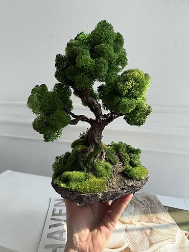 Декоративные цветы: Деревья-бонсай из натурального стабилизированного мха🌳 -это — 108