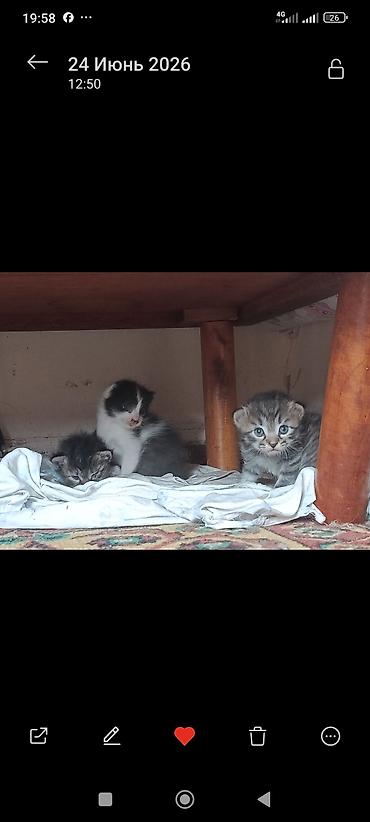 Мышыктар: 3 котят длинношёрстые,едят всё приучены к твёрдой пище,2 месячные — 2