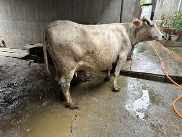 корова для молоко: Продаю | Корова (самка) | Стельные
