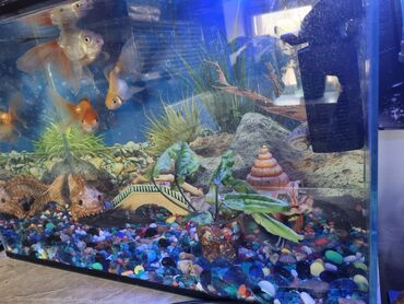 аквариум и рыбки: Продаю срочно аквариум 50 л с золотыми рыбками, (причина продажи