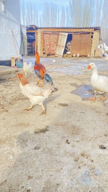 Куры, петухи: Продаю | Петух | Для разведения — 2