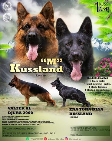 Вязка собак: Вязка: Немецкая овчарка, Самец, 2 года, С родословной — 2