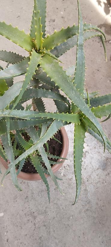 orxideya torpağı: Aloe (sukkulent) – iri, çoxbudaqlı saksı bitkisi - Növ: Aloe — 1