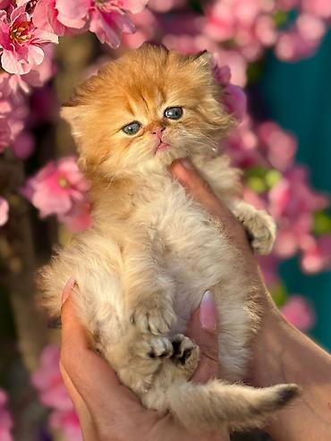 Pişiklər: Fars — 3