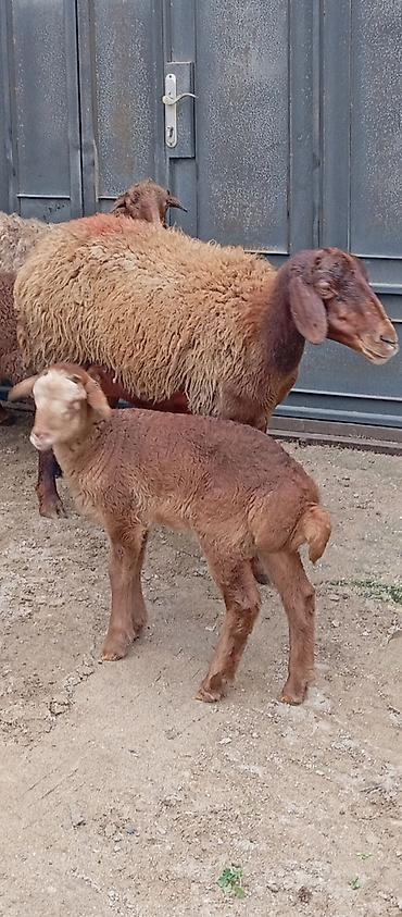 Qoyunlar, qoçlar: Salam ünvan Bakıin maştağa kendi obşi 8 baş heyvanlar 3 baş ana bala 2 — 8