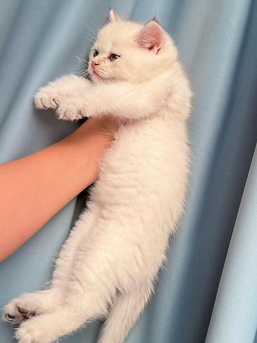 Pişiklər: Şotland, Erkək, Dişi, Yaxşı əllərə, Ünvandan götürmə, Pulsuz çatdırılma, Ödənişli çatdırılma — 7