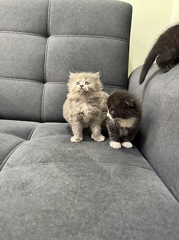 Продажа кошек: Продаю котят Шотландская вислоухая.Котята здоровые,живые,очень — 12