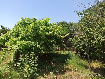 Bağ evlərinin satışı: Nabranda çox qözel menzerede hem denize yaxın hemde meşenin kenarında — 11