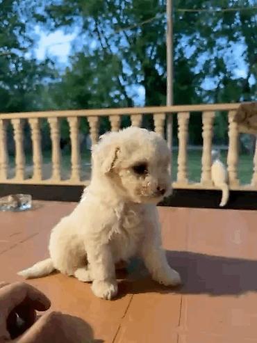 husky sekilleri: Pudel, 1 ay, Dişi, Peyvəndli, Ünvandan götürmə — 5