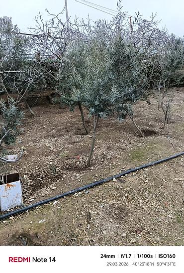 Ağaclar: Zeytun ağacları - Seçim: müxtəlif ölçü və yaşlarda zeytun ağacları - — 9