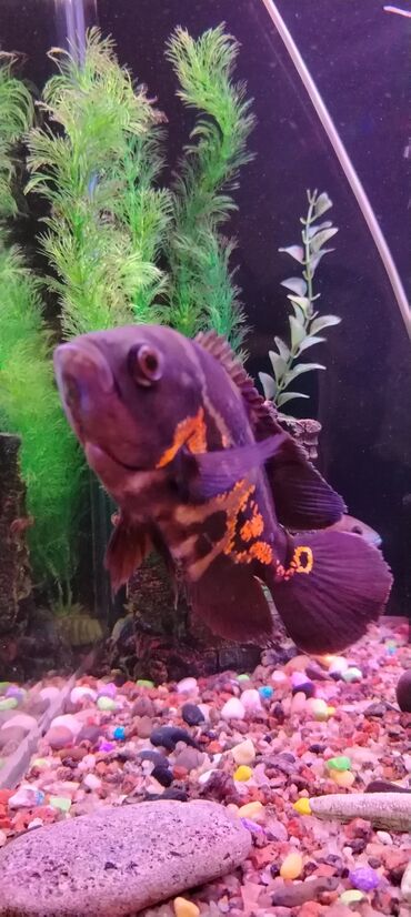 Akvariumlar: Salam zavod akvarium olcusu 1.20_60_45 yanlari aval 2 dene filteri — 8