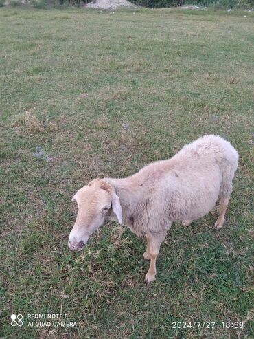 qurbanliq qoyun qiymetleri 2020: İkisde boğazdi