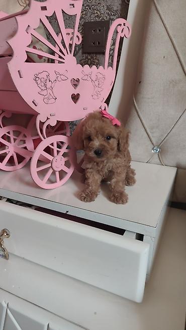 pudel satilir: Pudel, 2 ay, Ödənişli çatdırılma — 4