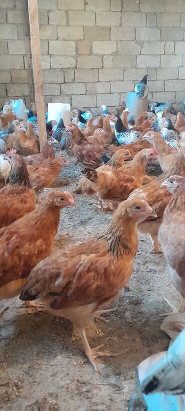 Digər quşlar: Çoıçaoah beoo35