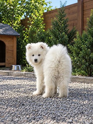 damazlıq heyvanların satışı: Samoyed, Peyvəndli — 9