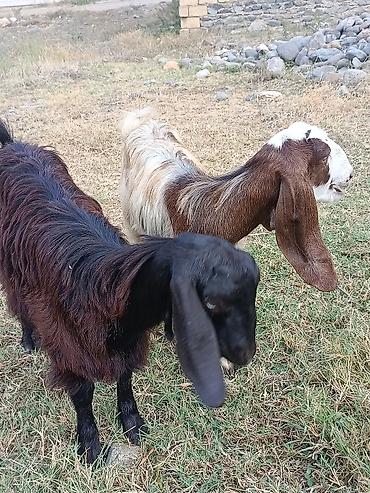 kend colpalari: Hələb çəpişləri biri təmiz biri dönmə ikisidə dişidi damazlıq ünvan — 2