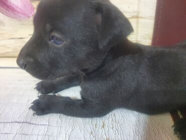 chappi it yemi: Doberman, 1 ay, Dişi, Ünvandan götürmə, Ödənişli çatdırılma