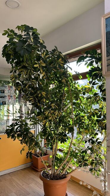 растение: Шеффлера (Schefflera) комнатное растение, хорошо подойдёт для офиса