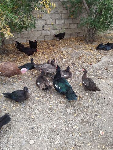 Ördəklər: Amerkan zumrudu lala ordeklerin 5 Ayliq ve 4 Ayliq balalari satilir — 3