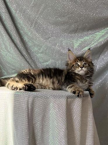 кошка породистый: Породистый котёнок мейн-кун. Особенности: - Ярко выраженный породный — 3