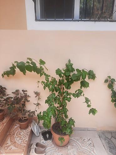 epimedium bitkisi satisi: Böyük ölçülü saksı bitkisi – hibiskus (Çin qızılgülü) - Növ: Hibiskus — 1