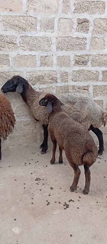 kirpi satisi: Salam ünvan Bakıin maştağa kendi obşi 5 baş heyvanlar 1 baş qoç 2 — 5