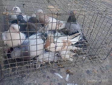 голуби птицы животный: Породистые декоративные голуби бухарый барабанщик с хохлом и «космами» — 5