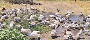 гнездовой домик для волнистых попугаев: Продаются утки 🦆🦆🦆чисто выращенные 3 х месячные оптом 👇👇👇💰💰💰200 штук