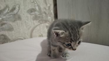 Pişiklər: Britain Şotland Bala Pişikler Satılır! 5 denedir 1ay 10gunluy — 13