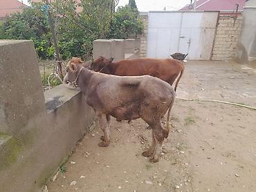 qizil baliq: Dana, buzov, Erkək, ay: 1, 100 kq, Damazlıq, Ödənişli çatdırılma — 1