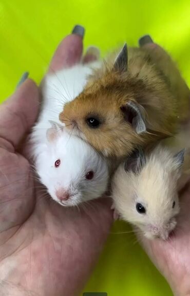 где можно купить хомяка: Продаются хомячки сирийские, ангорские пушистые хомячки, джунгарские