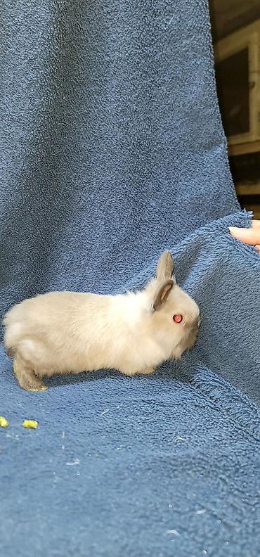 Декоративные кролики: Продаются декоративные крольчата, милые малыши с очень красивыми — 12