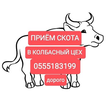 рабочий ат: Сатып алам | Уйлар, букалар, Жылкылар, аттар, Башка а/ч жаныбарлары | Күнү-түнү, Бардык шартта, Союлган