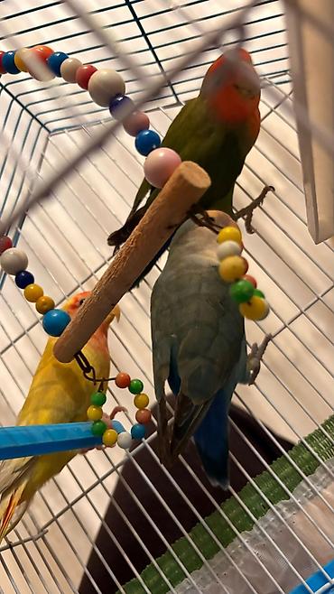 Tutuquşları: Korella əl quşu bala hazir cut kime hansi lazimdisa var sarilar 45-50 — 25