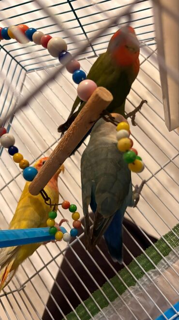 Tutuquşları: Korella erkey disi var 3 ayliq 6-7-9 ayliq hazir cut var korella bala — 14