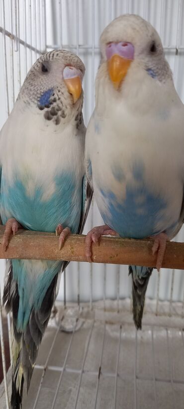 Tutuquşları: Cox gozel texas cinsi tutuquslar satilir bunlar ele bele valnist deyil — 8