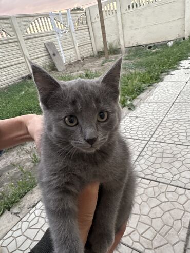 продается кошка: Скотиш Страйт (Шотландская прямоухая), 3 месяца, Девочка, Серый, Приучена к лотку, Проглистована, С прививками