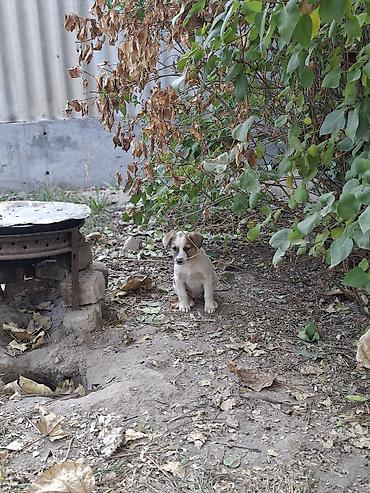 щенки ретривер: Отдам даром в хорошие руки . осталось 3 щенка 1.5 месяца добрые — 3