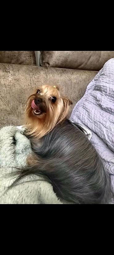 Psi: Jorkšir terijer – štenci iz kućnog legla majka ima kilo i po otac 980 — 2