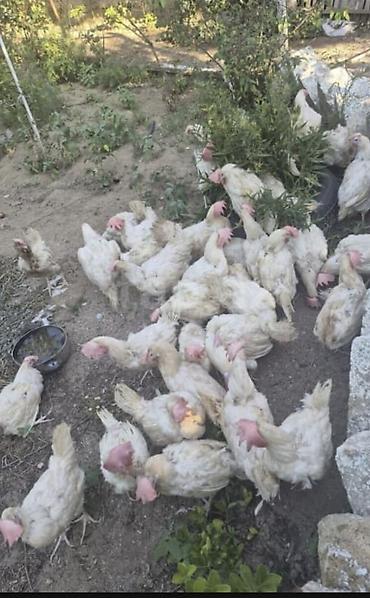 meşə toyuğu: Toyuq, Damazlıq — 1