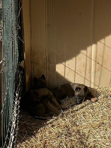 Продажа собак: Щенки Бельгийский овчарки - Порода по типу — короткошёрстные — 6