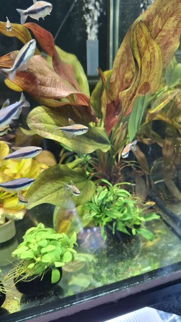 Аквариумы: Аквариумные растения — живые, выращенные в воде Предлагаются — 6