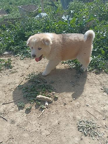 balaca cins itler: Akita-inu, 2 ay, Erkək, Peyvəndli, Ünvandan götürmə — 7