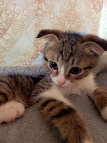 кошка мальчик: 3 месяца, Мальчик, Биколор, Метис — 3