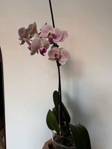 орхидей: Продаются цветущие орхидеи 🌸🌼
Хорошая корневая система