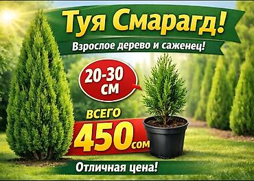 Туи выращенные в Кыргызстане 100% приживаемость!!! Саженцы разных