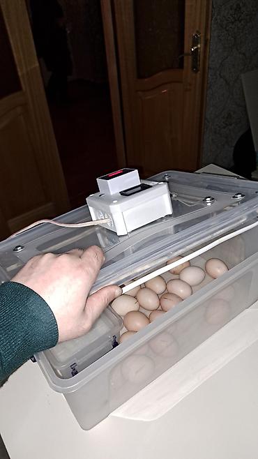 İnkubatorlar: Tam avtomat — 4