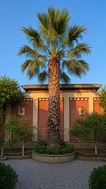 palma agaci satilir: Palma ağacı — 1
